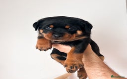 Rottweiler dogs for sale: Beautiful KC registered Rottweiler puppies  - Image 6