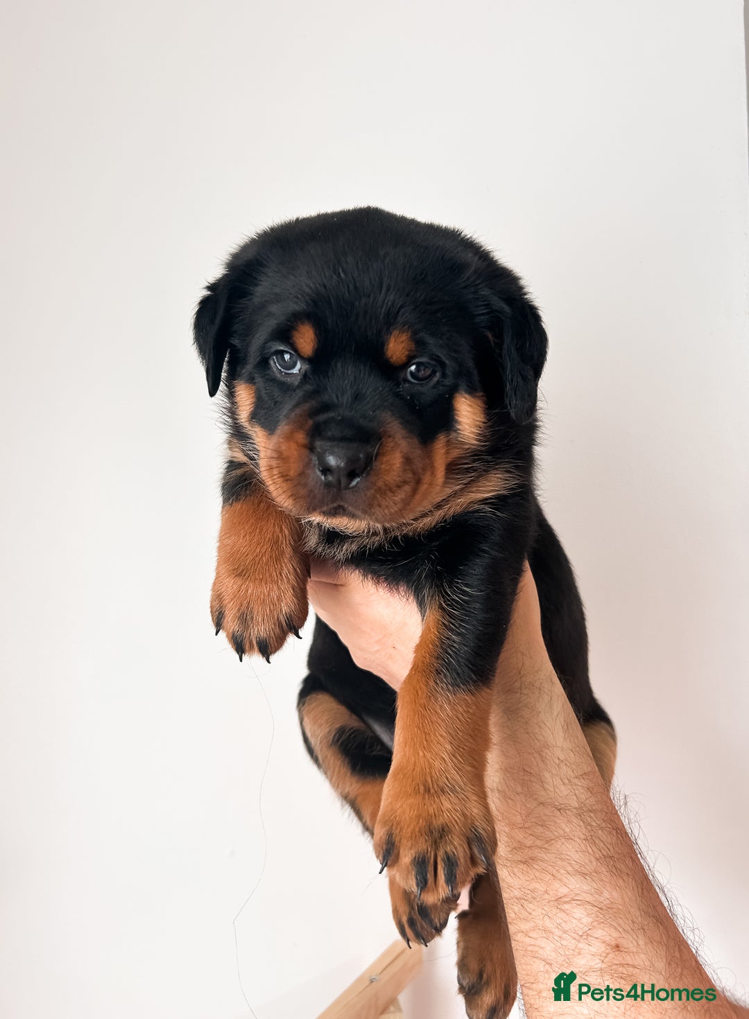 Rottweiler dogs for sale: Beautiful KC registered Rottweiler puppies  - Image 6