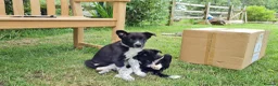 Border Collie dogs for sale: ISDS Registered Border Collie pup - Advert 5