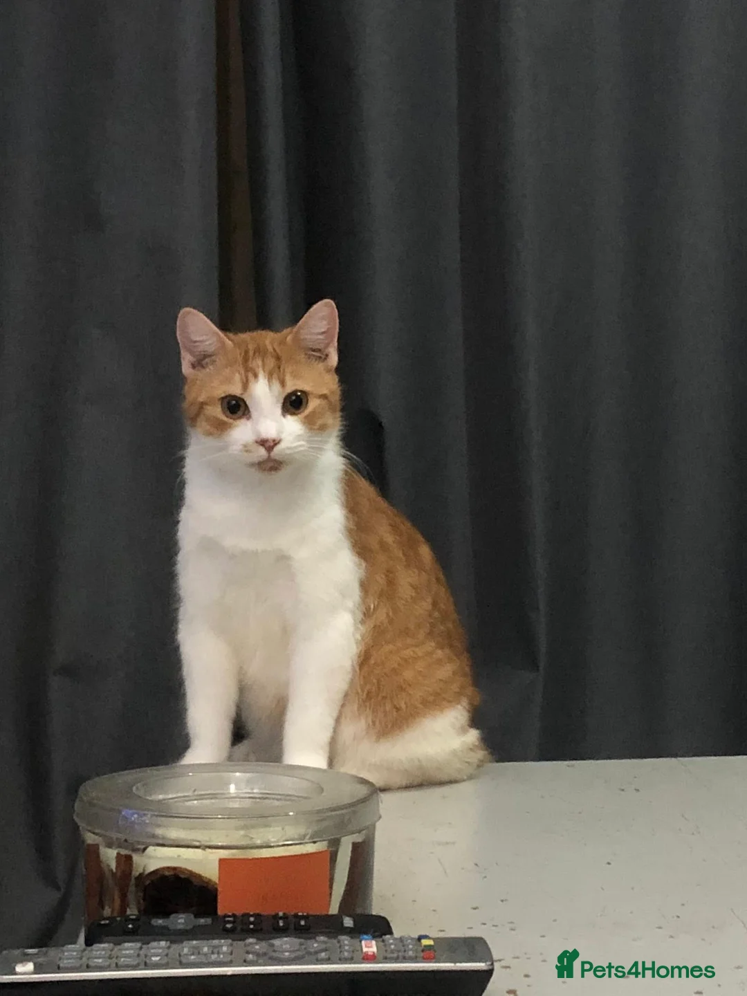 Mixed Breed cats for sale: Calico X Scotish short haired kittens - Advert 3