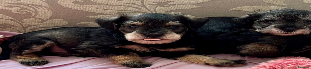  Puppy 6