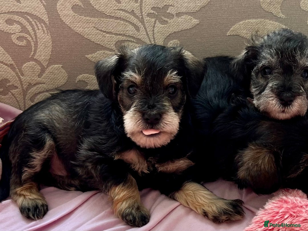 Miniature Schnauzer dogs for sale: 🐾🐶Schnauzer/Schnoodles🐶🐾 - Image 18