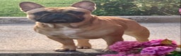 French Bulldog dogs for stud: Red fawn Dicar sired silver health tested in Edinburgh - Advert 9