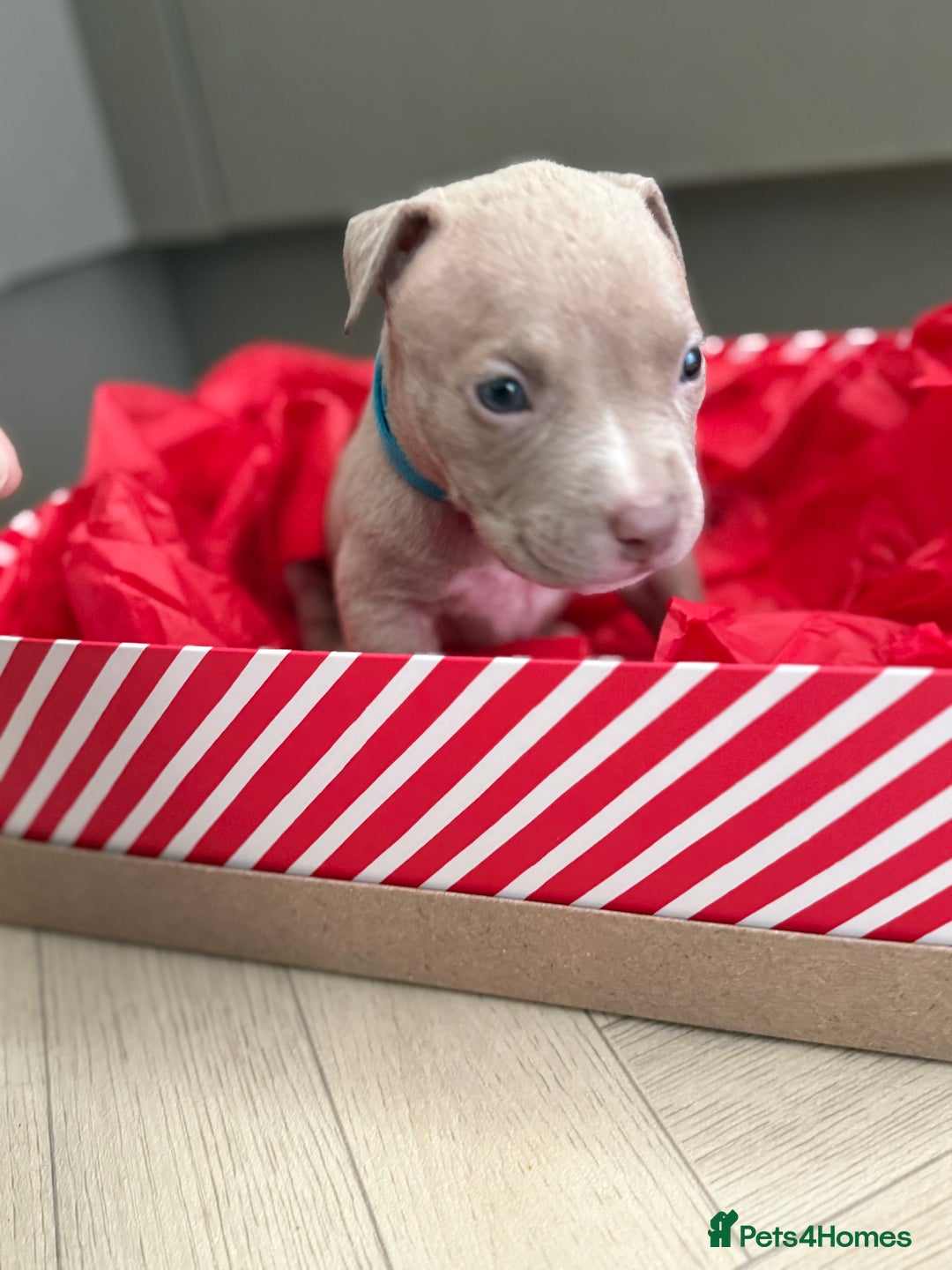 American Bully dogs for sale: 8 gorgeous American Bully pups 🐶 - Advert 8