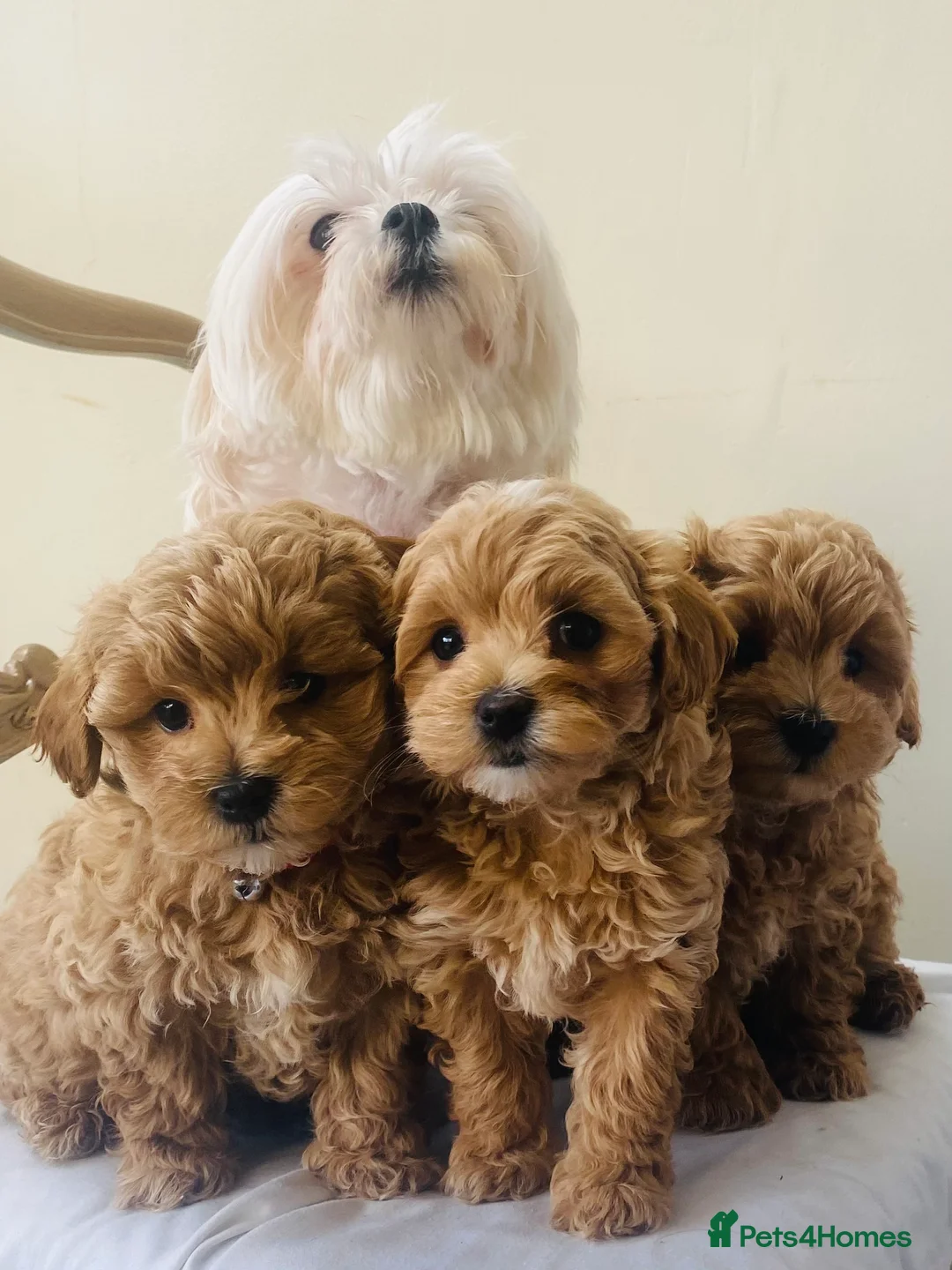 Maltipoo dogs for sale: Sensational toy maltipoo litter in Rochester - Advert 18
