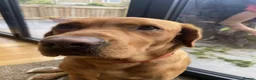 Labrador Retriever dogs for stud: Archie - Advert 6