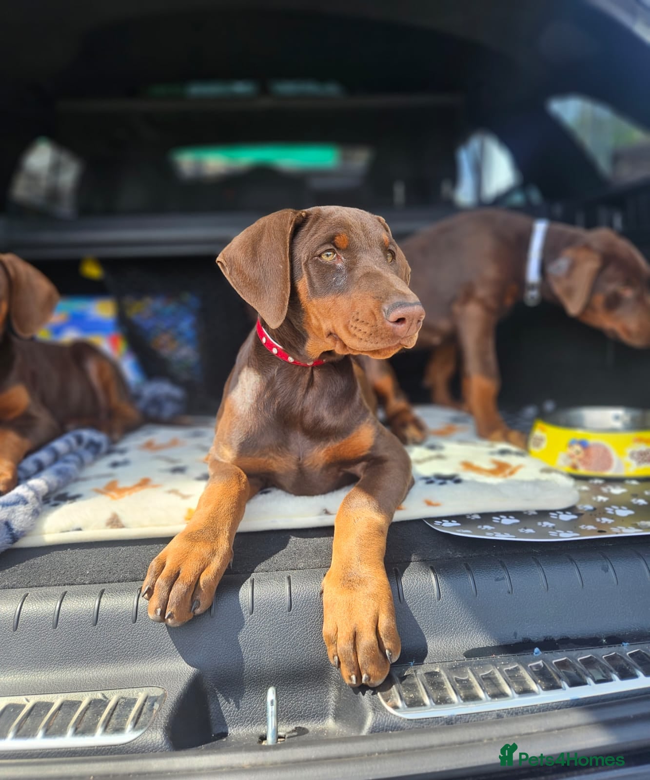 Dobermann dogs 🐕🐾 Stunning Girls Ready Now! 🏆 🐾 - Advert 10