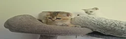 British Shorthair cats for sale: Beautiful British Shorthair Kittens - Advert 24