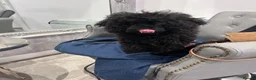 Toy Poodle dogs for sale: Doodle the poodle - Advert 7