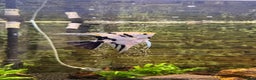 Catfish fish for sale: Tropical fish for sale - Advert 5