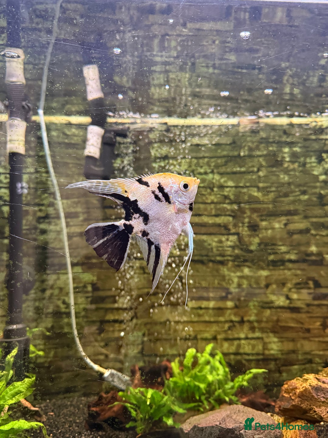 Catfish fish for sale: Tropical fish for sale - Advert 5