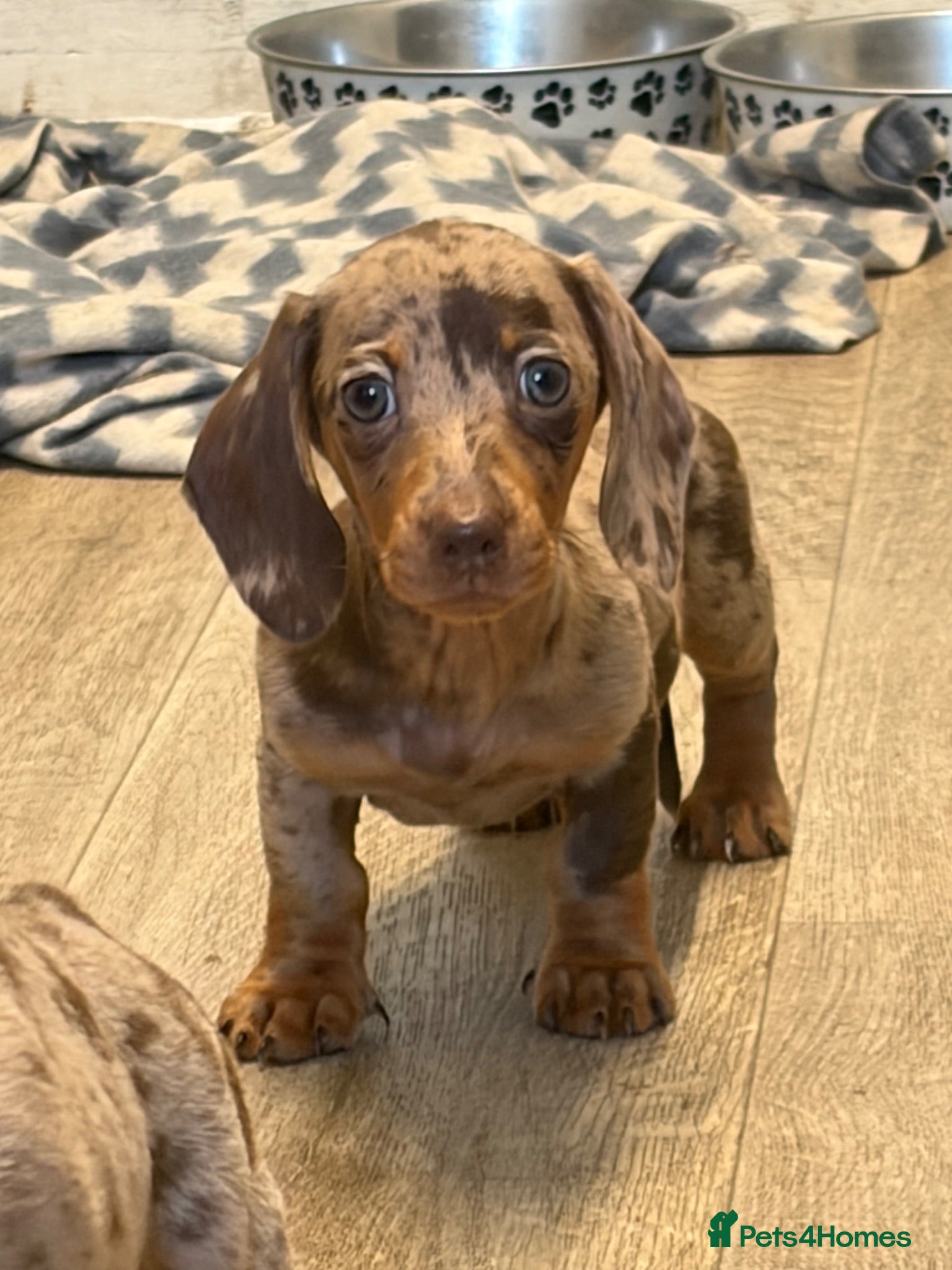 Miniature Dachshund dogs Stunning true to type miniature dachshunds  - Advert 1