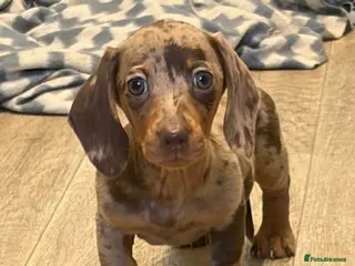 Miniature Dachshund dogs Stunning true to type miniature dachshunds - Advert 1