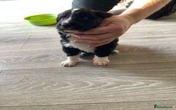 Border Collie dogs for sale: Border collie puppies  - Image 5