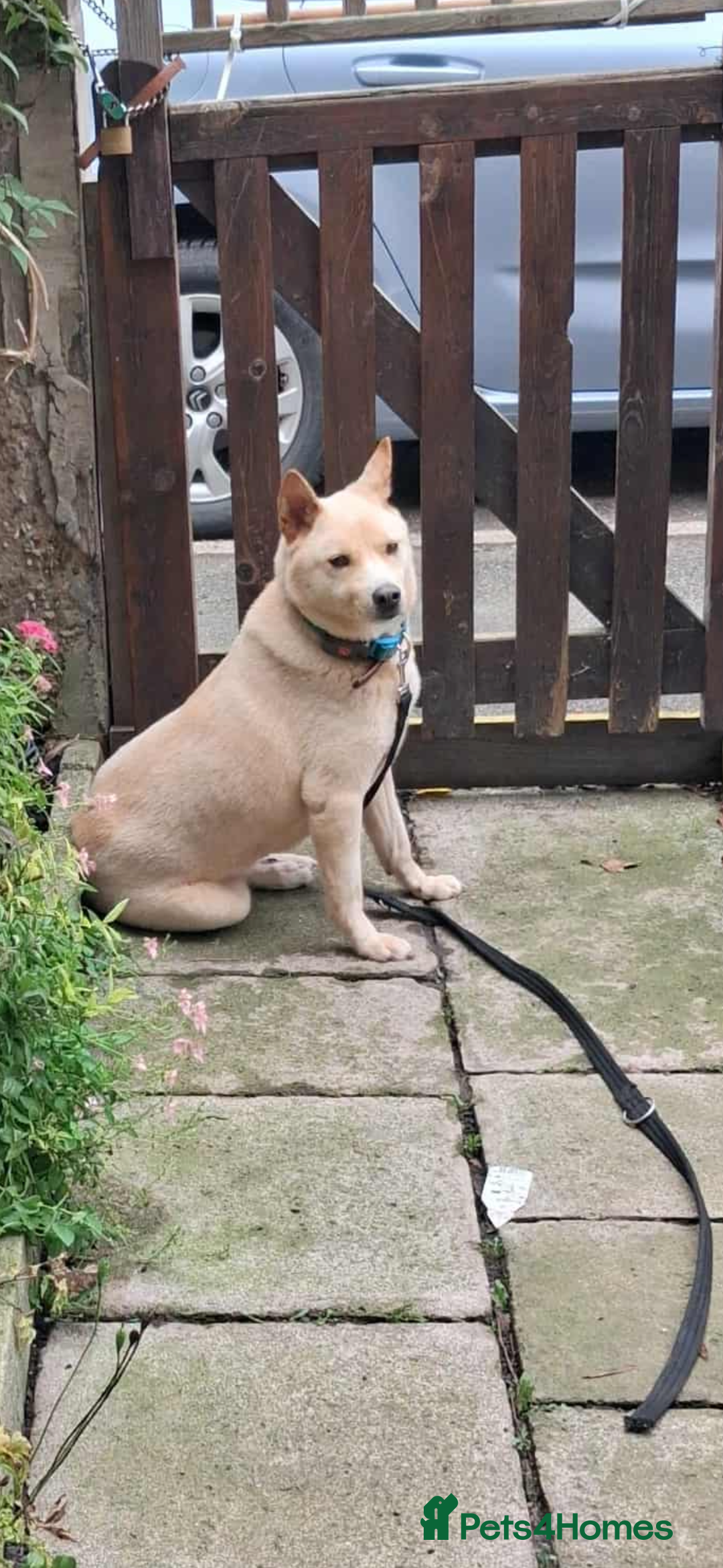 Japanese Shiba Inu dogs for adoption: jimmy 4 shiba mix meat trade survivor in Nottingham - Advert 9