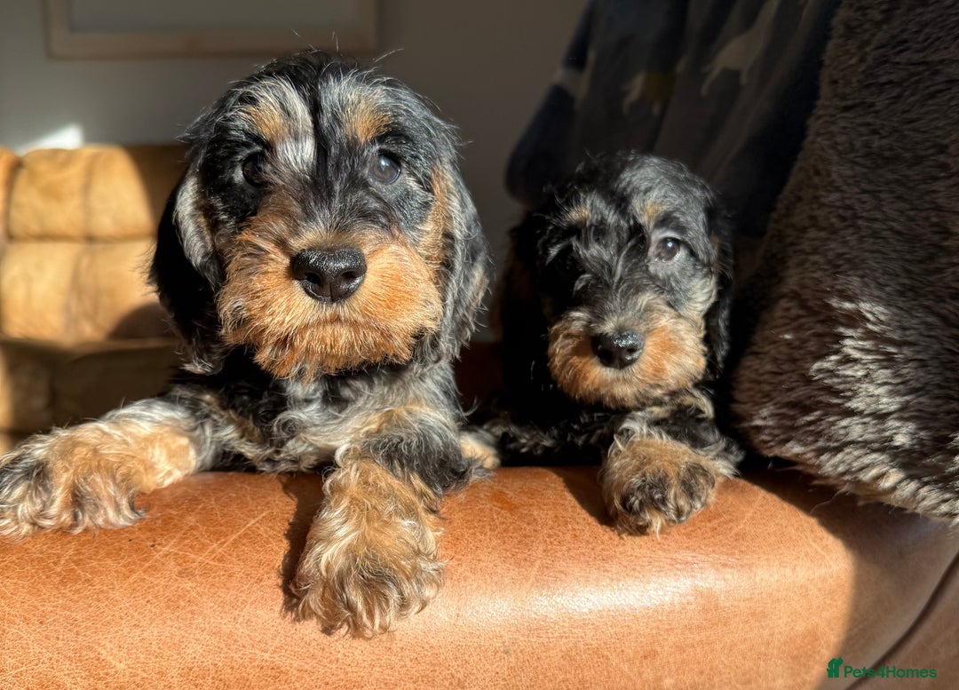 Miniature Dachshund dogs for sale: KC registered mini wires - Advert 6