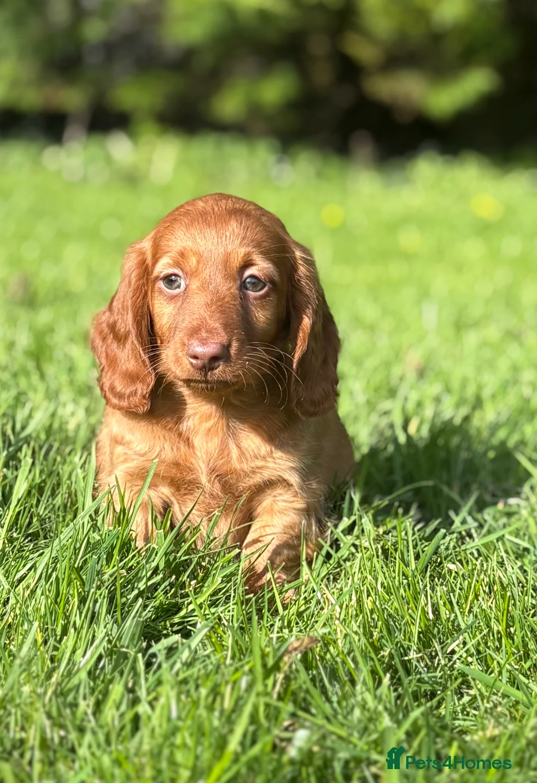 Dachshund dogs for sale: Adorable long haired miniature dachshund puppies - Advert 29