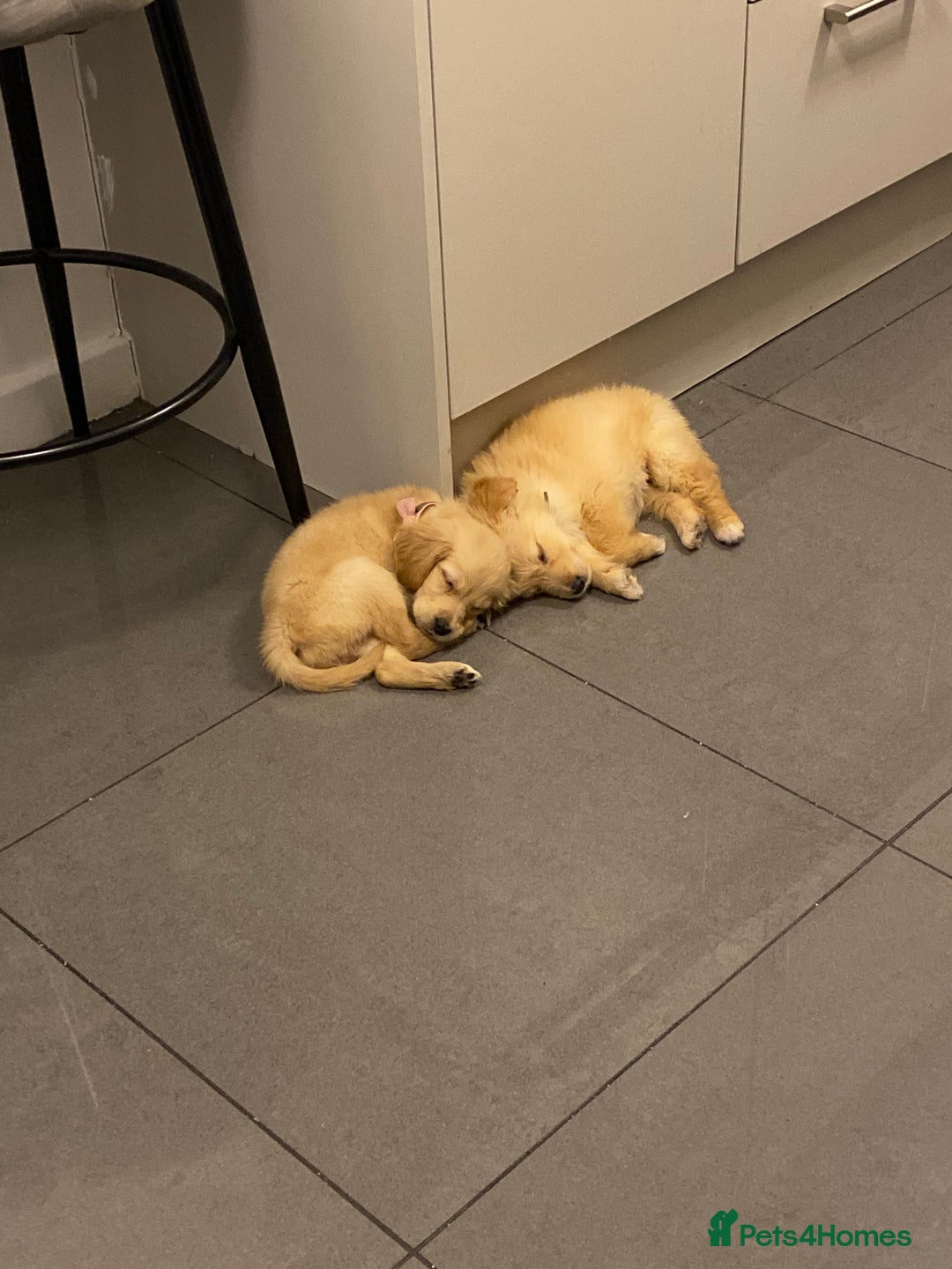 Golden Retriever dogs for sale: 10 week old girl 12 week old boy  - Advert 3