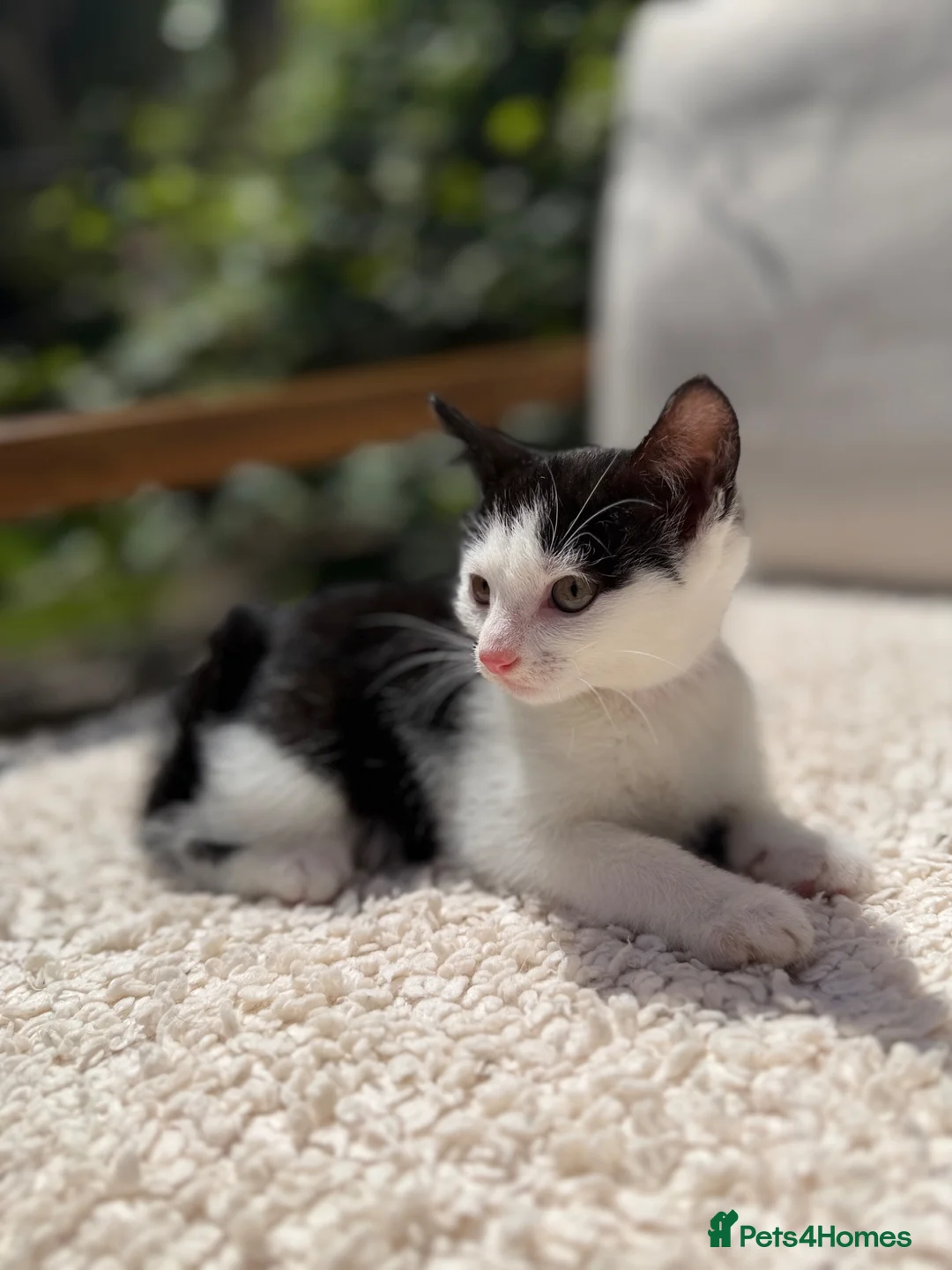 Turkish Angora cats for sale: 😻 Adorable Turkish Angora X Kittens - Advert 22