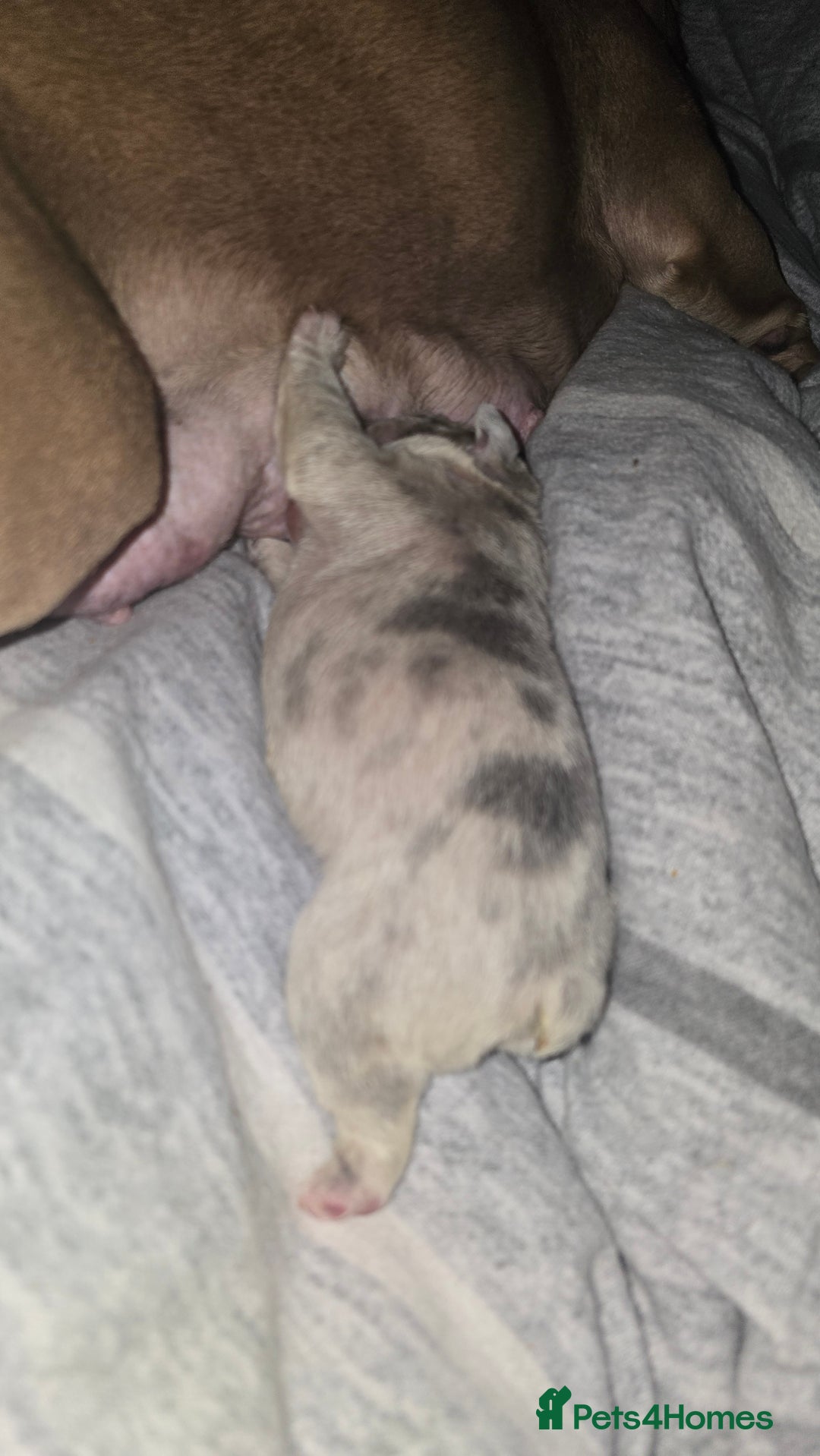 French Bulldog dogs for sale: Stunning french bulldog puppies - Advert 21