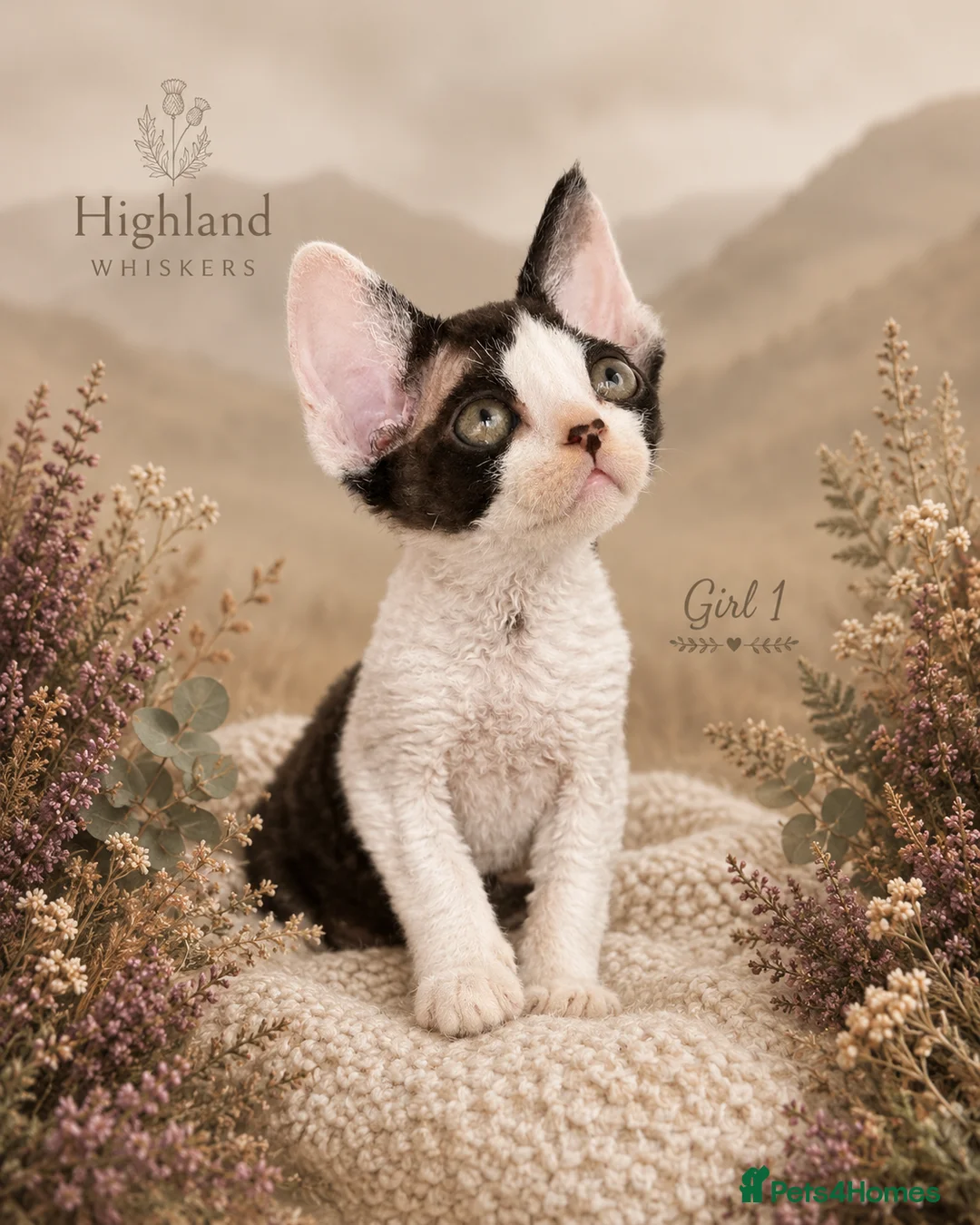 Devon Rex cats for sale: Devon Rex Kittens GCCf Registered Champions - Advert 2