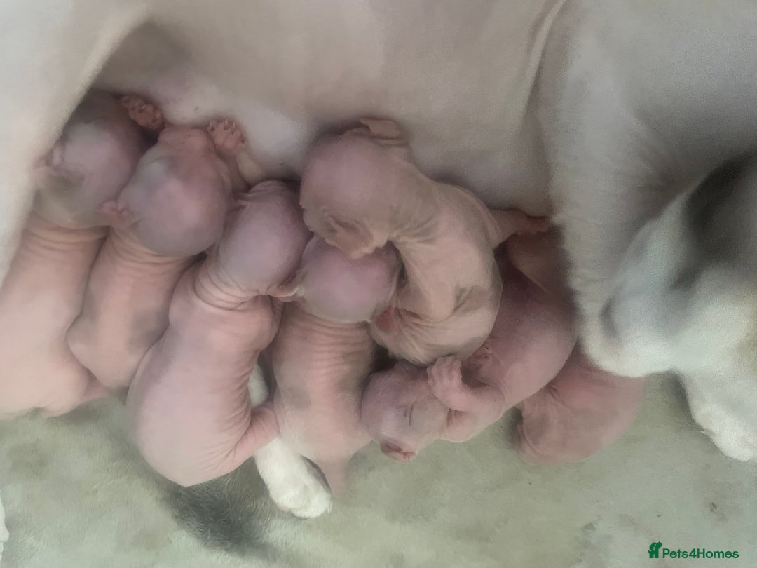 Sphynx cats for sale: Beautiful Canadian Sphynx kittens - Image 1