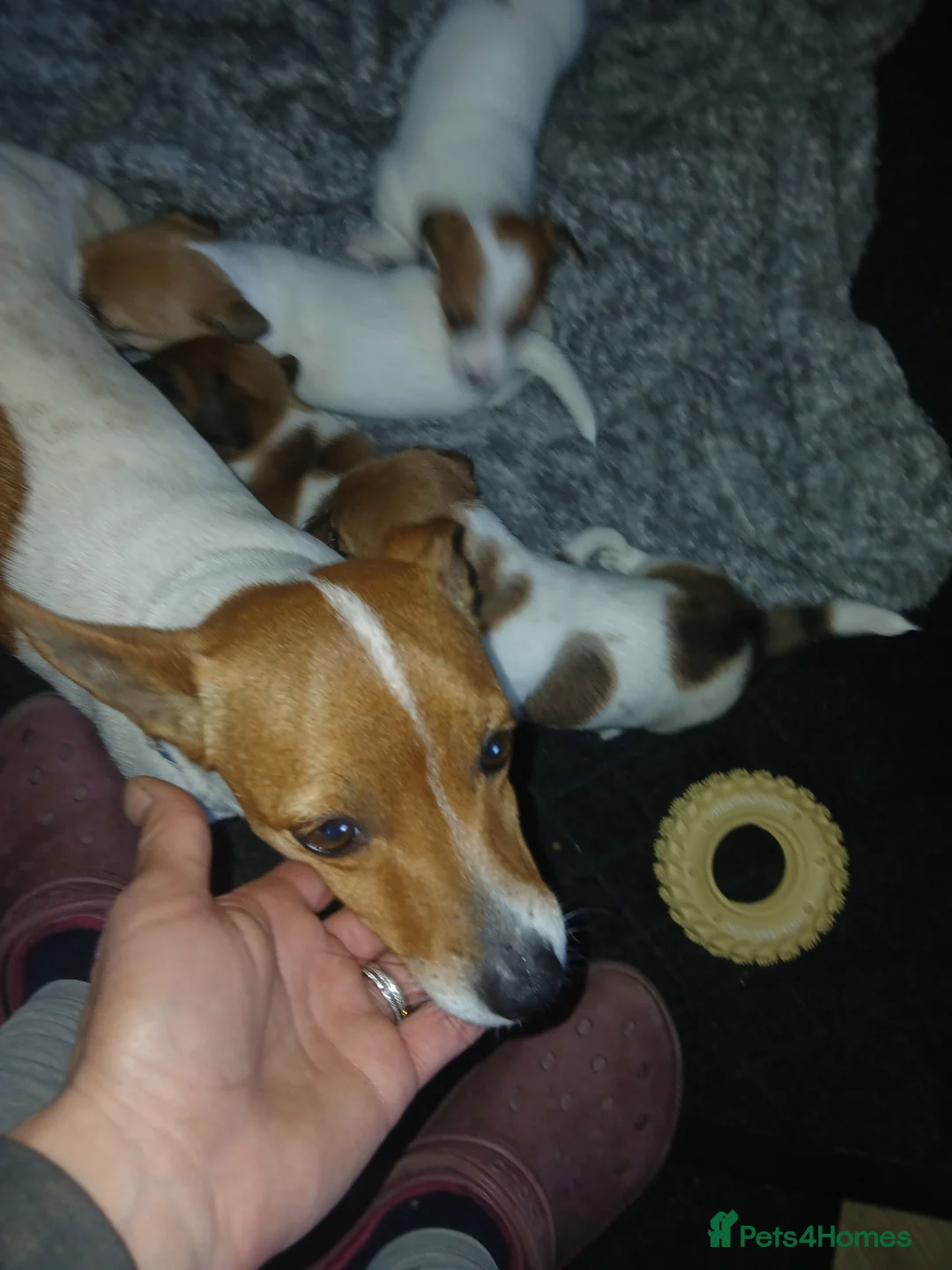 Jack Russell dogs for sale: JRT Female Pup - Advert 4