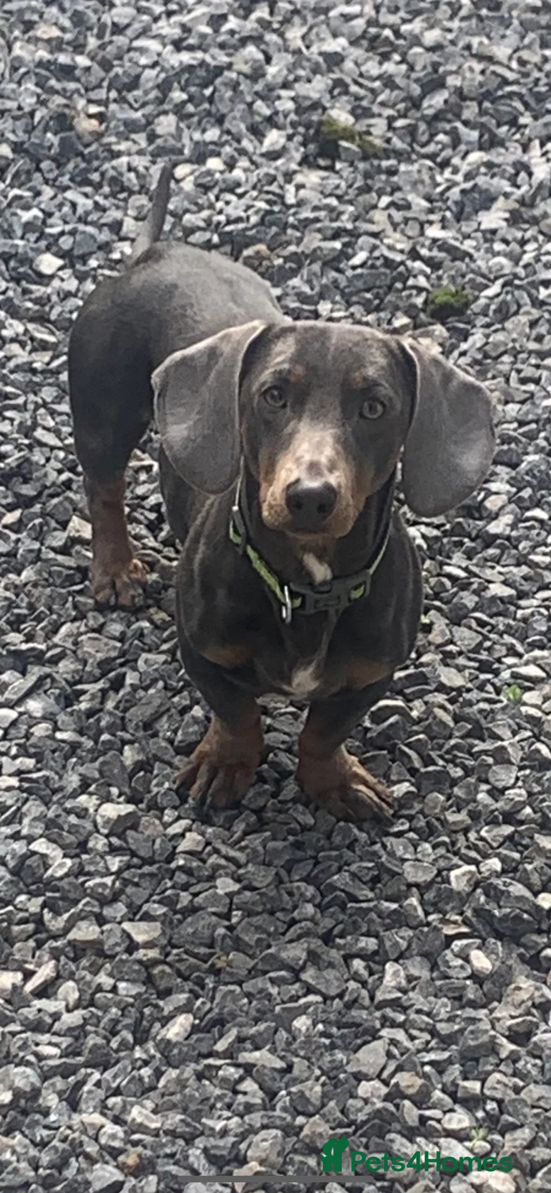 Dachshund dogs for stud: Blue Dachhund Proven Stud & Isabella cream stud, in Swansea - Advert 4