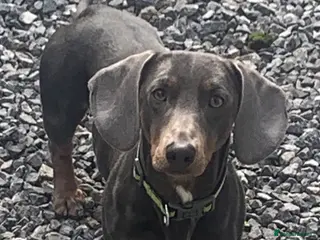 Dachshund dogs Blue Dachhund Proven Stud & Isabella cream stud, - Advert 4