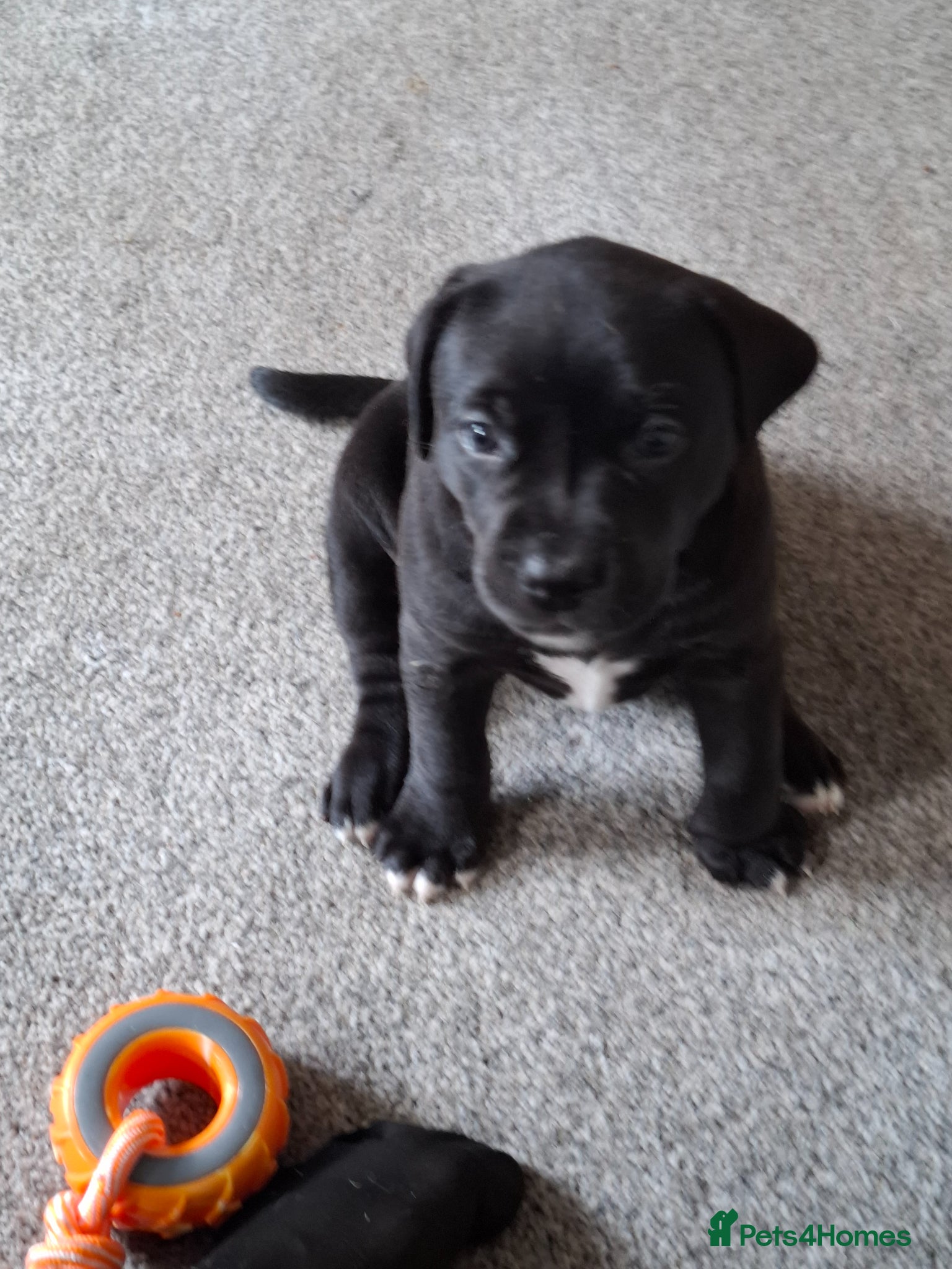 Mixed Breed Puppy 1