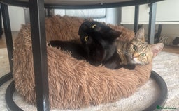 Domestic Shorthair cats for sale: Co co & Chia  - Image 3