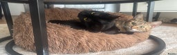 Domestic Shorthair cats for sale: Co co & Chia  - Advert 3
