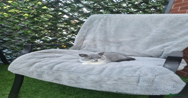 British Shorthair cats - Advert 5