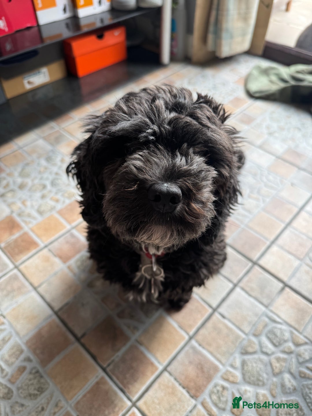 Cockapoo dogs for sale: Asian Toy Poodle X Cockapoo - Image 2