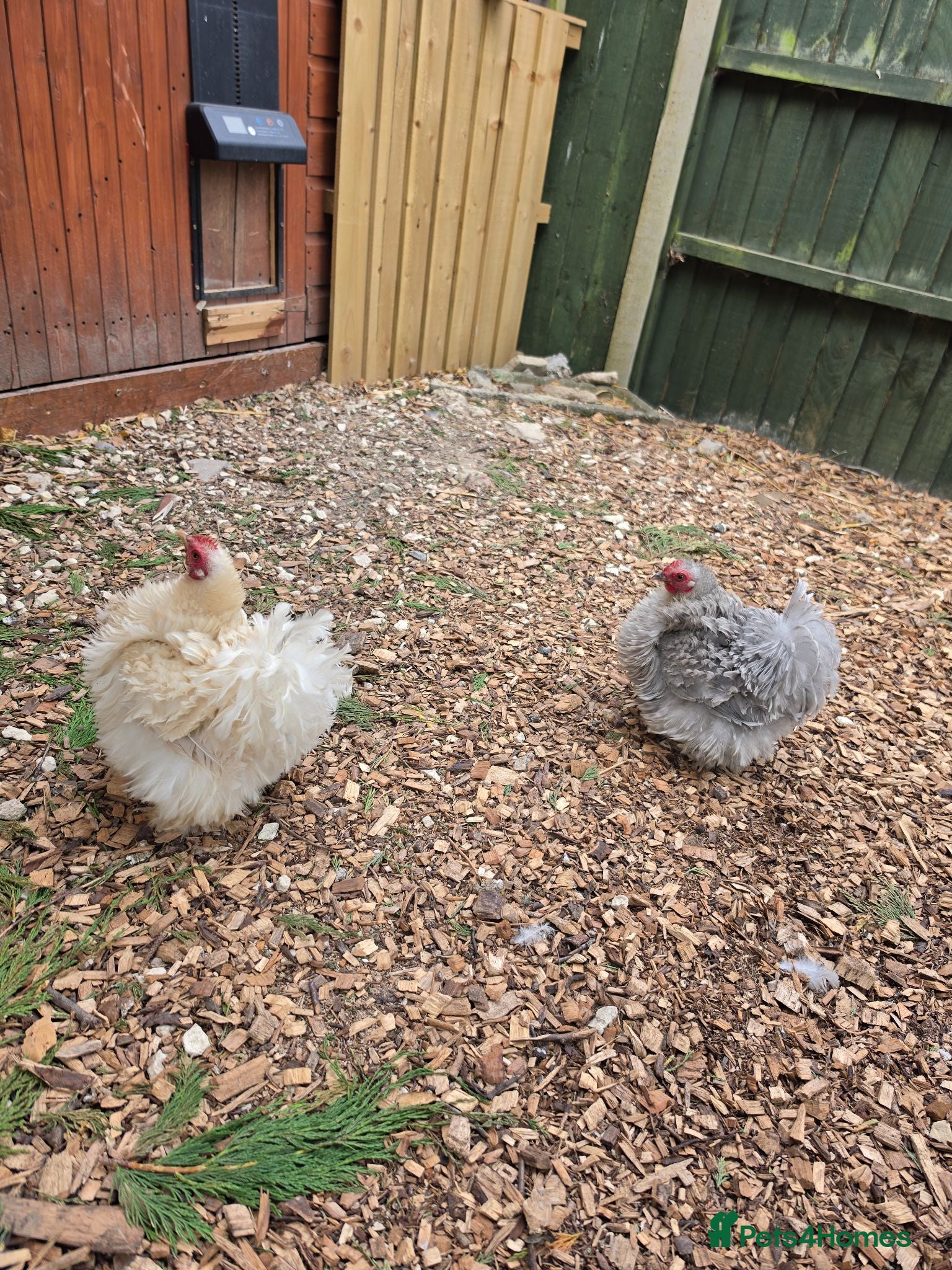 Chickens poultry Female Pekins for sale.  - Advert 1