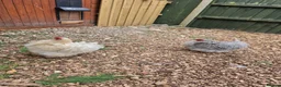 Chickens poultry for sale: Female Pekins for sale.  - Advert 1