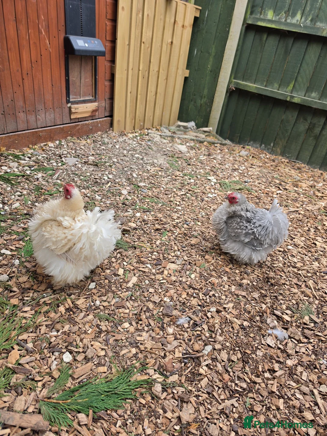 Chickens poultry for sale: Female Pekins for sale.  - Advert 1