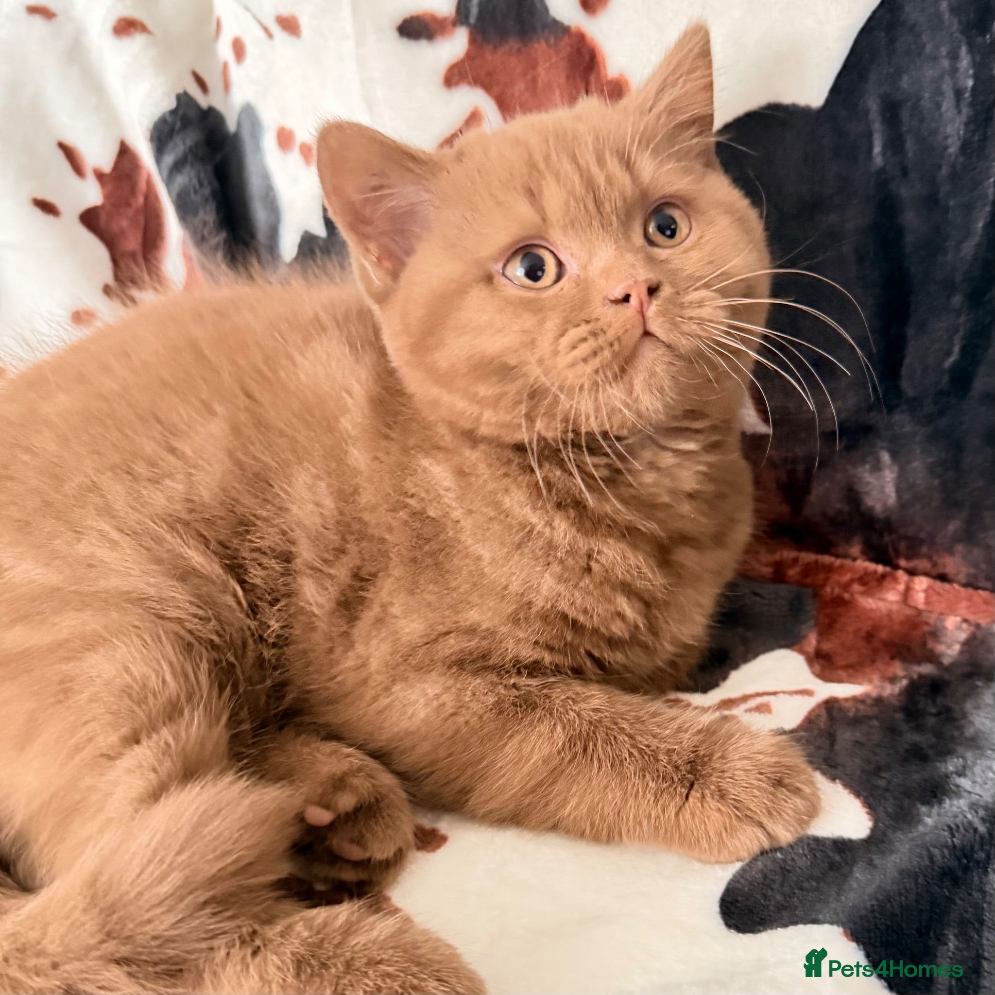 British Shorthair cats 🐾 GCCF 🤎 FAWN & CINNAMON GIRLS BLH/BSH - Advert 2