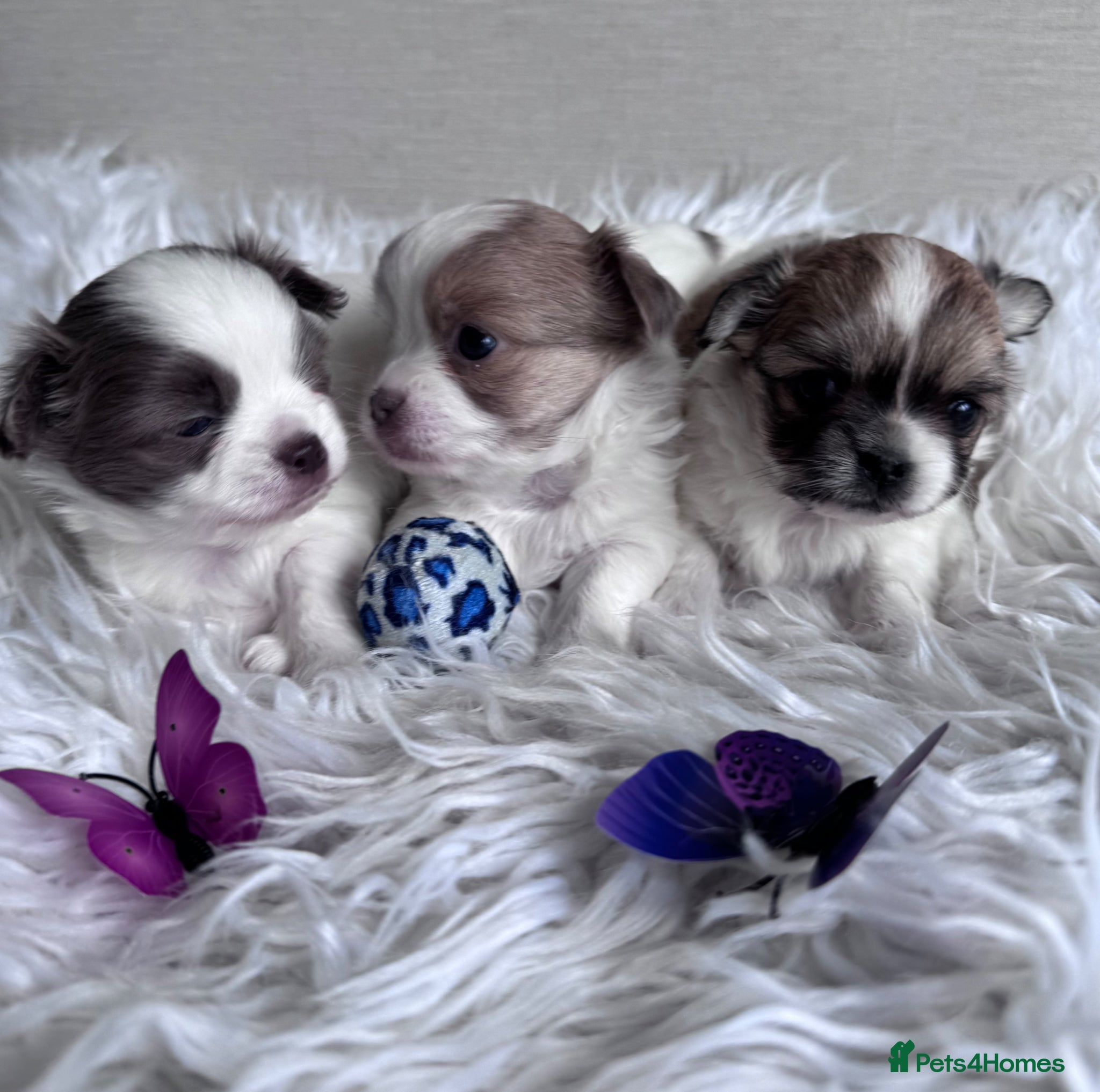 Chihuahua dogs Long Coat Chihuahua Puppies – Small Type 🐾 - Advert 3