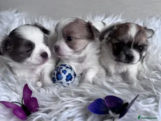 Chihuahua dogs Long Coat Chihuahua Puppies – Small Type 🐾 - Advert 3