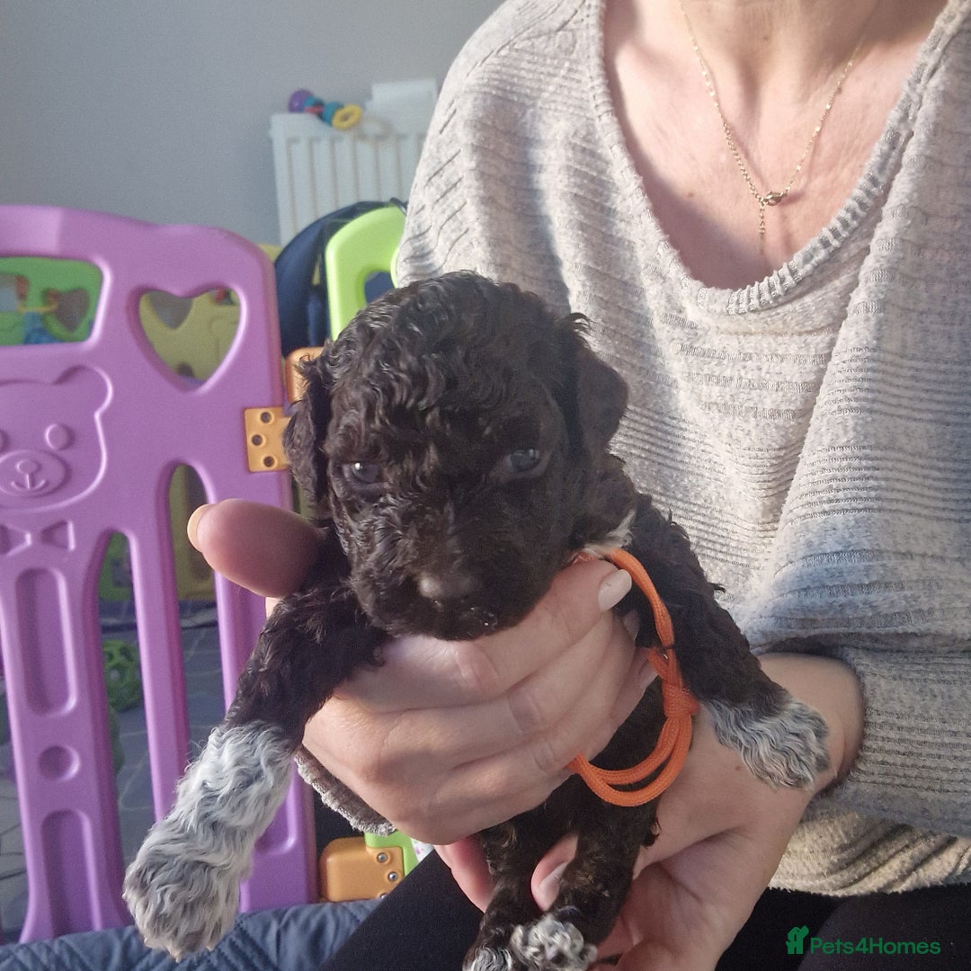 Lagotto Romagnolo dogs for sale: Lagotto Romagnolo, pure breed, KC reg litter - Image 29