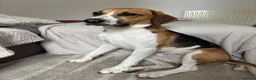 Foxhound dogs for sale: Buddy forever home  - Advert 3