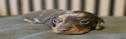 Miniature Dachshund dogs for sale: Pedigree miniature Dachshund baby girls - Advert 9