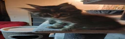 Maine Coon cats for sale: Maine Coon Kittens for Sale - Advert 7
