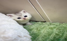 British Shorthair cats for sale: Affectionate lap cats health tested parents  - Image 11