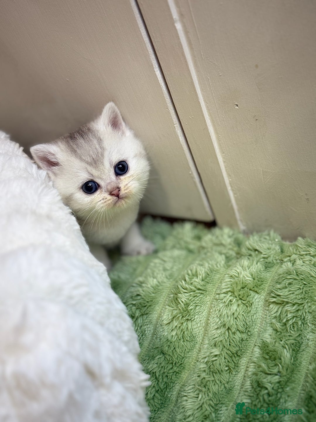 British Shorthair cats for sale: Affectionate lap cats health tested parents  - Image 11