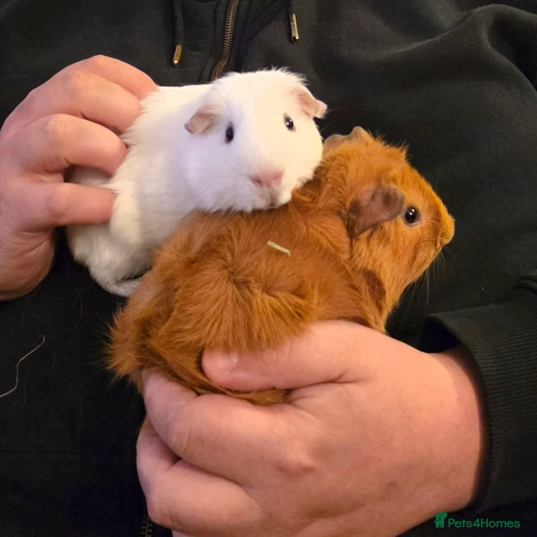 Guinea Pig rodents for sale: 2 male guinea pigs seeking forever home - Advert 1