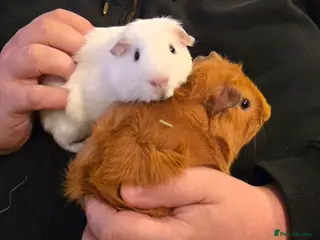 Guinea Pig rodents 2 male guinea pigs seeking forever home - Advert 11