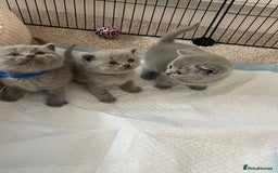 British Shorthair cats for sale: British short hair kittens - Image 3
