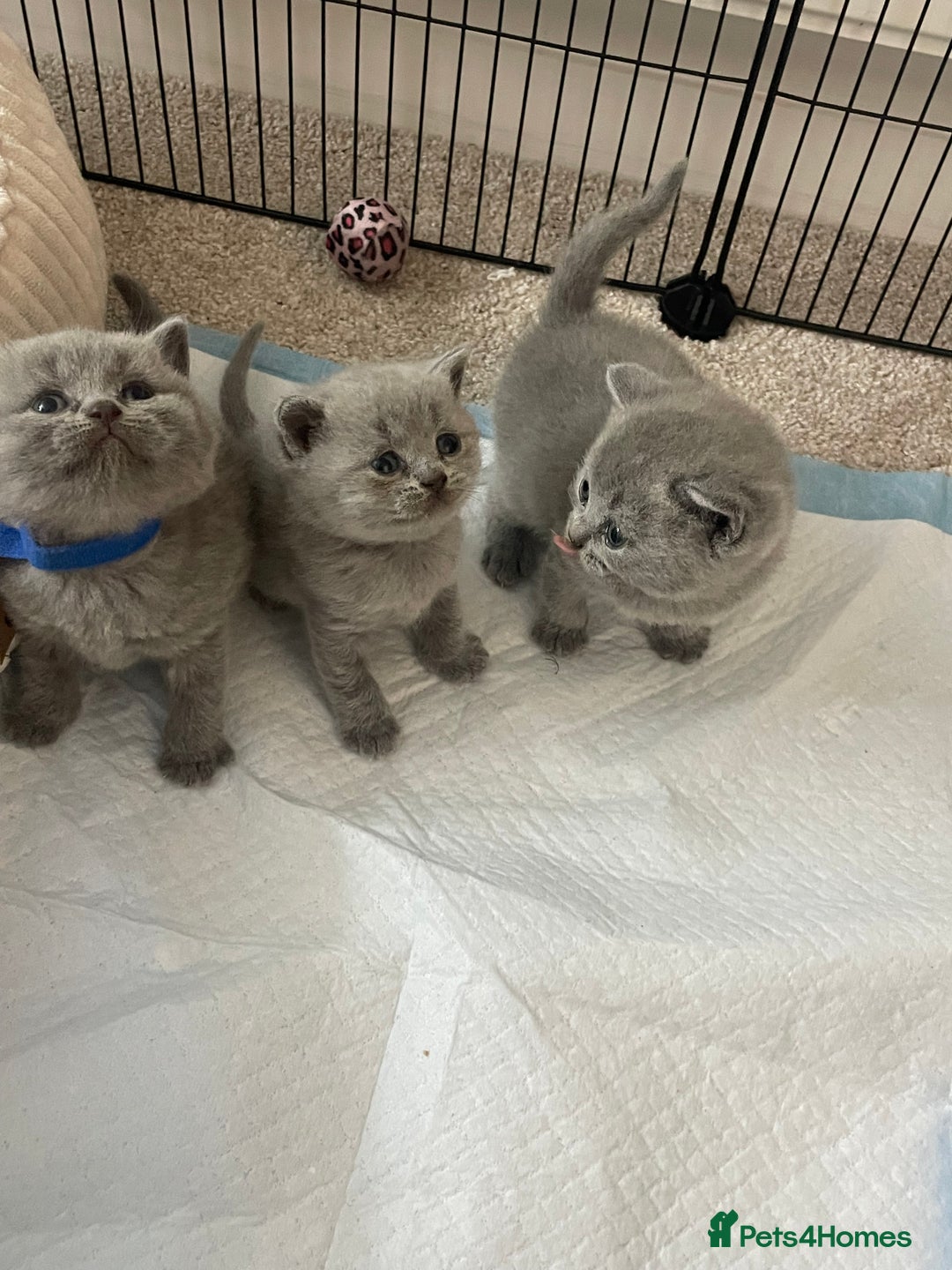 British Shorthair cats for sale: British short hair kittens - Image 3